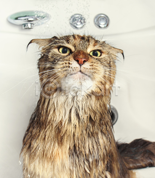 사람없음 JPG 포토 해외이미지 고양이 동물 메인쿤 목욕 반려묘 욕실 젖음 펫케어 한마리