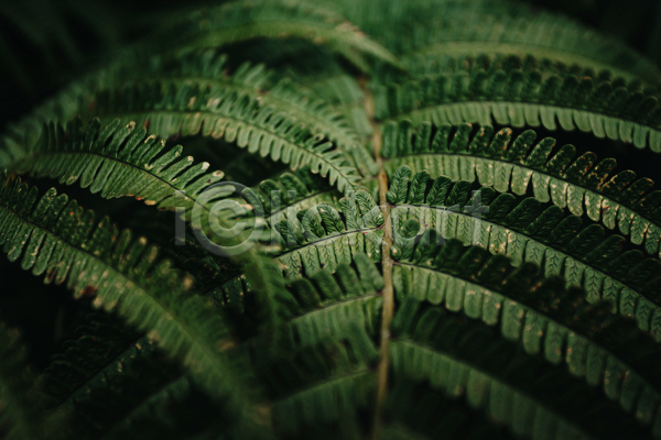 사람없음 JPG 포토 해외이미지 백그라운드 양치식물 잎 자연 초록색 풀(식물)