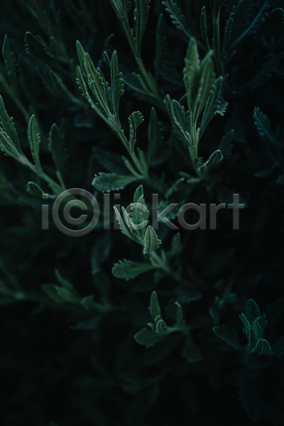 사람없음 JPG 포토 해외이미지 백그라운드 어둠 잎 자연 초록색 풀(식물)