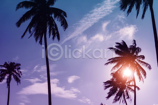 사람없음 JPG 실루엣 포토 해외이미지 구름(자연) 야외 야자수 여름(계절) 여름풍경 주간 하늘 햇빛