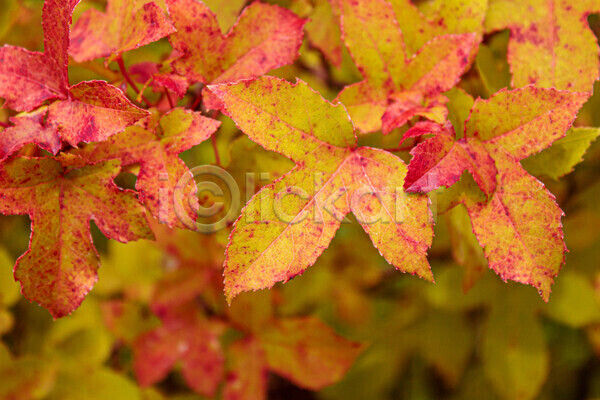 사람없음 JPG 아웃포커스 포토 해외이미지 가을(계절) 가을풍경 낙엽 단풍 백그라운드 야외 자연 주간 풍경(경치)