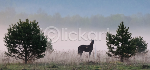 따뜻함 평화 휴식 사람없음 JPG 실루엣 포토 해외이미지 계절 내추럴 네덜란드 농경지 농장 동물 목가 무료 밭 백그라운드 산 시골 심플 아침 안개 야외 여름 웅장함 웨일즈 일출 자연 전나무 컬러풀 파란색 풍경 해외포토