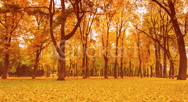 사람없음 JPG 포토 해외이미지 가을(계절) 공원 낙엽 단풍 단풍나무 야외 주간 주황색 풍경(경치)