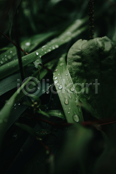 사람없음 JPG 근접촬영 아웃포커스 포토 해외이미지 물방울 백그라운드 어둠 잎 자연 초록색 풀(식물)