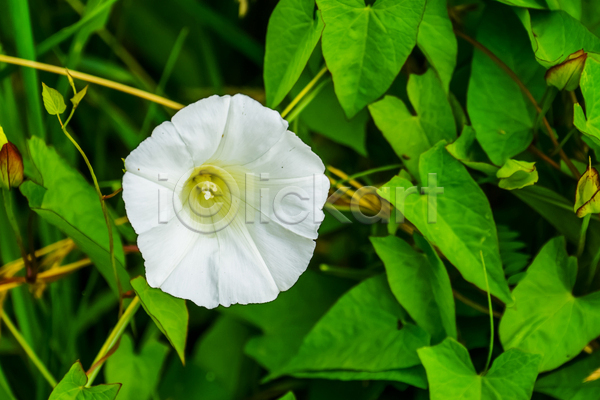 사람없음 JPG 포토 해외이미지 꽃 독말풀 야외 자연 주간 흰색