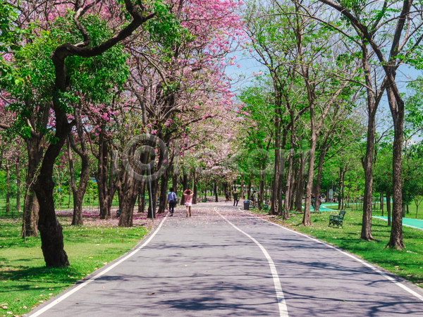 두명 성인 성인만 JPG 포토 해외이미지 걷기 공원 나무 방콕 벚꽃 봄 산책로 야외 자연 주간 태국 풍경(경치)