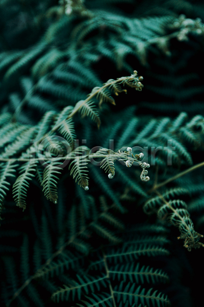 사람없음 JPG 아웃포커스 포토 해외이미지 백그라운드 양치식물 잎 자연 초록색 풀(식물)