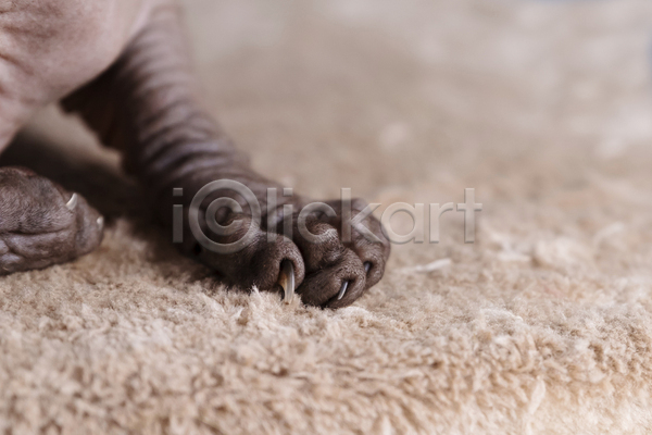귀여움 사람없음 JPG 근접촬영 아웃포커스 포토 해외이미지 고양이 바닥 반려동물 반려묘 발 발톱 스핑크스고양이 실내 한마리