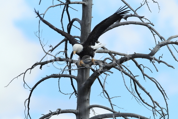 사람없음 JPG 포토 해외이미지 나무 독수리 야생동물 야외 주간 흰머리독수리