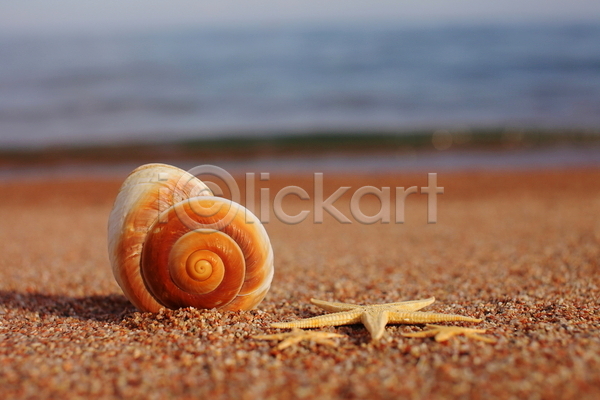 사람없음 JPG 포토 해외이미지 모래 불가사리 야외 여름(계절) 조개껍데기 주간 해변