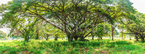 성장 사람없음 JPG 포토 해외이미지 나뭇가지 백그라운드 숲 아시아 이국적 잎 주간 초록색 파노라마 풍경 하늘 해외포토 환경