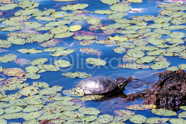 사람없음 JPG 포토 해외이미지 거북이 껍질 동물 물 민물 반사 생물 식물 야생동물 야외 연못 자연 젖음 주간 파충류 햇빛