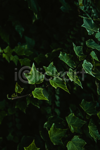 사람없음 JPG 포토 해외이미지 덩굴 백그라운드 잎 자연 초록색 풀(식물)