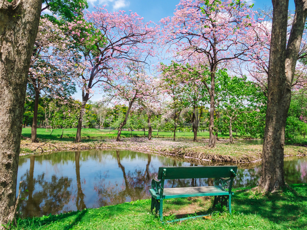 사람없음 JPG 포토 해외이미지 공원 나무 물 반사 방콕 벚꽃 벤치 봄 야외 자연 주간 태국 풍경(경치) 하늘 호수