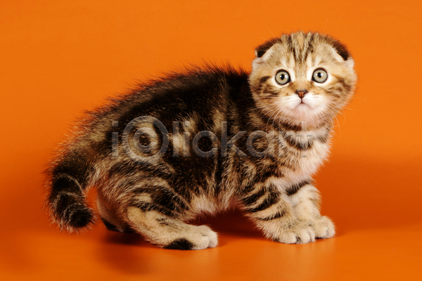 귀여움 사람없음 JPG 포토 해외이미지 고양이 반려동물 반려묘 새끼 스코티시폴드 실내 응시 주황색배경 한마리