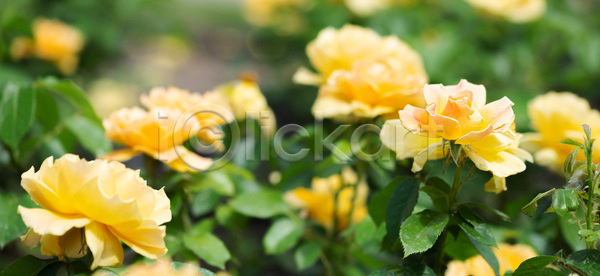 사랑 신선 우아함 사람없음 JPG 포토 해외이미지 개화 계절 공원 꽃 꽃무늬 꽃잎 내추럴 노란색 머리 발렌타인데이 벚꽃 봄 식물 야외 여름 원예 잎 자연 장미 장식 정원 질감 초록색 해외포토