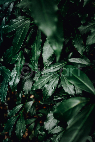 사람없음 JPG 소프트포커스 포토 해외이미지 백그라운드 잎 자연 초록색 풀(식물)