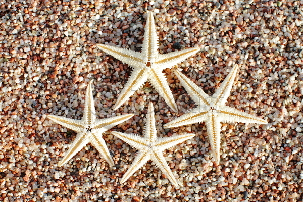 사람없음 JPG 포토 해외이미지 모래 불가사리 야외 여름(계절) 주간