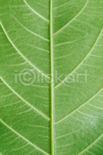 사람없음 JPG 포토 해외이미지 백그라운드 잎맥 줄기 질감 초록색 카피스페이스