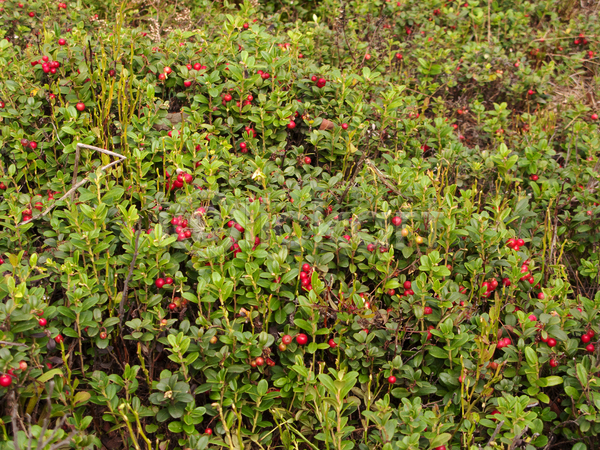 성장 사람없음 JPG 포토 해외이미지 가을(계절) 건강 과일 나뭇가지 닫기 맛 빨간색 숙성 숲 식물 야외 열매 유기농 음식 이끼 잎 자연 작음 초록색 허브