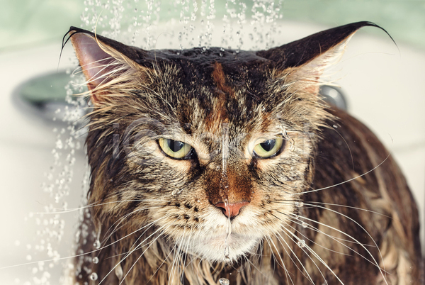 JPG 포토 해외이미지 고양이 동물 메인쿤 목욕 반려묘 욕실 젖음 펫케어 한마리