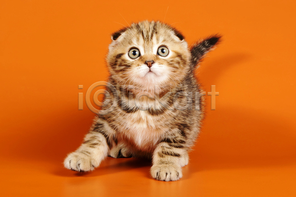 귀여움 사람없음 JPG 포토 해외이미지 고양이 반려동물 반려묘 새끼 스코티시폴드 실내 엎드리기 응시 주황색배경 한마리