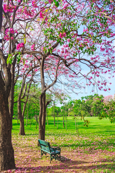 사람없음 JPG 포토 해외이미지 공원 나무 방콕 벚꽃 벤치 봄 야외 자연 주간 태국 풍경(경치)