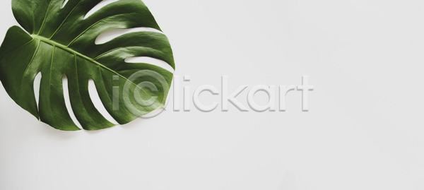 우아함 사람없음 JPG 템플릿 포토 해외이미지 꽃무늬 내추럴 디자인 미니멀 미니멀리스트 배너 백그라운드 벽지 분홍색 상품 생태학 세일 손바닥 스타일 스파 식물 우주 위치 유행 이국적 잎 자연 장식 정상 질감 초록색 파스텔톤 포스터 프레임 플랫 해외포토