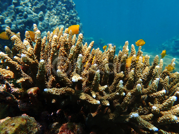 사람없음 JPG 포토 해외이미지 다이빙 동물 물 바다 바닷속 산호 생태계 수중 야생동물 어류 자연 척추동물 컬러풀 풍경(경치)