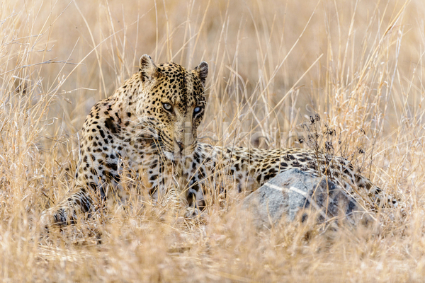 사람없음 JPG 아웃포커스 포토 해외이미지 남아프리카 맹수 보츠와나 야생동물 야외 엎드리기 응시 자연 주간 초원(자연) 표범 한마리