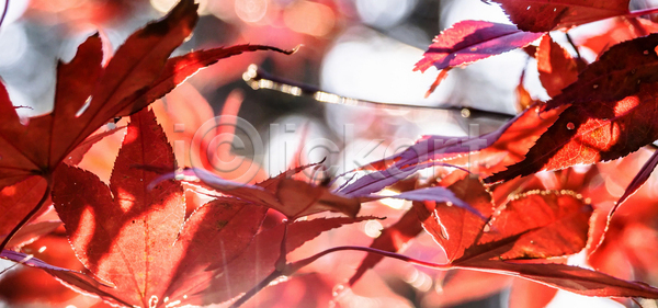 평화 사람없음 JPG 포토 해외이미지 11월 가을 갈색 강렬 계절 공원 나무 내추럴 노란색 단풍 백그라운드 빨간색 숲 식물 야외 오렌지 원예 일본 잎 자연 장면 정원 질감 컬러풀 패턴 해외포토 햇빛 환경 황금