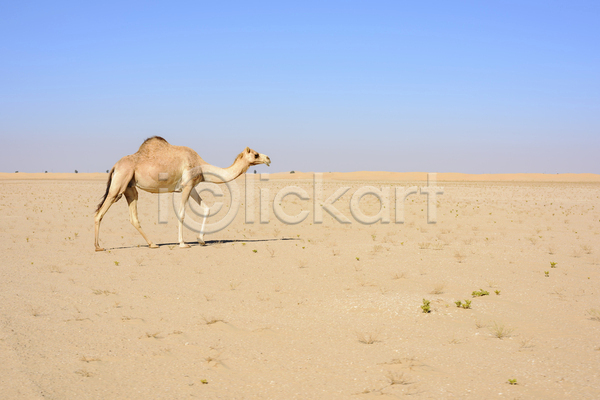 사람없음 JPG 포토 해외이미지 낙타 두바이 사막 야외 주간 풍경(경치) 한마리