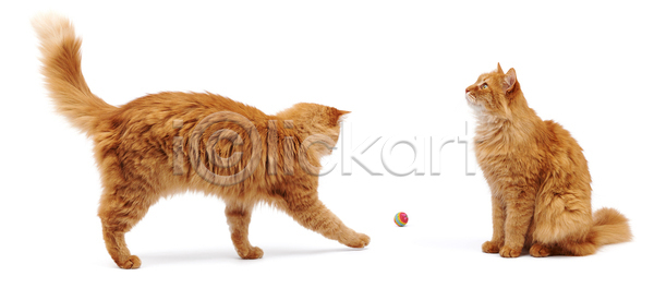 사람없음 JPG 포토 해외이미지 갈색 걷기 고양이 공 놀이 두마리 반려동물 앉기 장난감