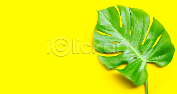 사람없음 JPG 포토 해외이미지 노란배경 몬스테라 실내 열대잎 카피스페이스 한개