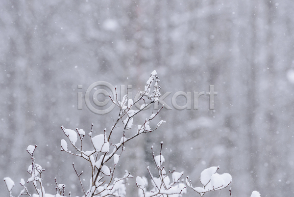 사람없음 JPG 아웃포커스 포토 해외이미지 겨울 겨울풍경 나뭇가지 눈(날씨) 눈내림 상고대 야외 주간 풍경(경치)