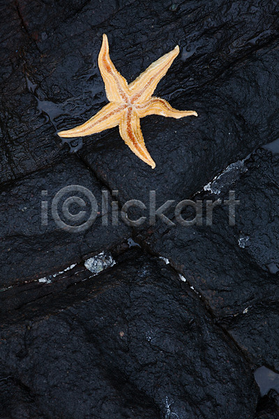 사람없음 JPG 포토 바다 바위(돌) 불가사리 야외 울산 주간 풍경(경치) 한개