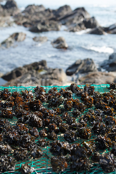 건조 사람없음 JPG 포토 돌미역 바다 바위(돌) 야외 울산 주간 풍경(경치) 해초류