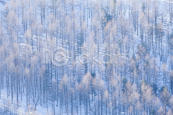사람없음 JPG 포토 겨울 겨울풍경 나무 만항재 설경 야외 정선 주간 풍경(경치) 함백산