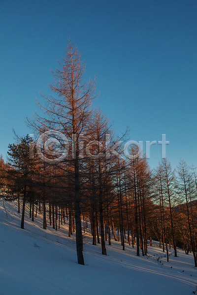 사람없음 JPG 포토 겨울 겨울풍경 나무 만항재 설경 야외 정선 주간 풍경(경치) 하늘 함백산