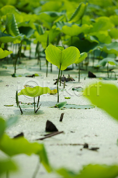 사람없음 JPG 포토 야외 양평 여름(계절) 여름풍경 연못 연잎 자연 주간 풍경(경치)