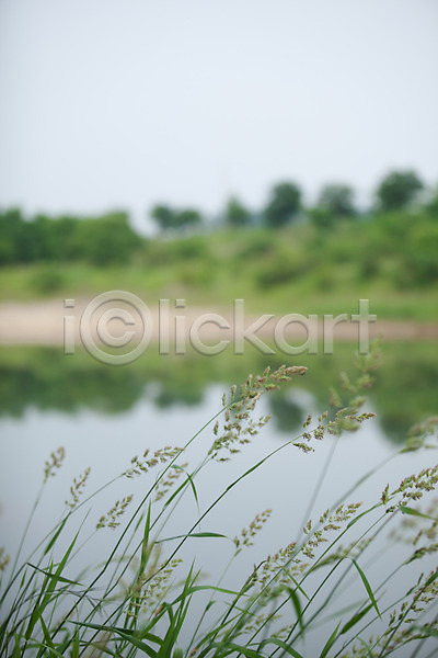 사람없음 JPG 아웃포커스 포토 강 야외 양평 여름(계절) 여름풍경 자연 주간 풀잎 풍경(경치)