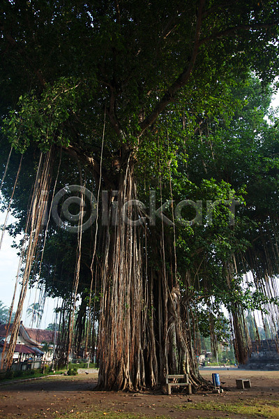사람없음 JPG 포토 나무 보로부두르사원 야외 요그야카르타 인도네시아 주간 해외풍경