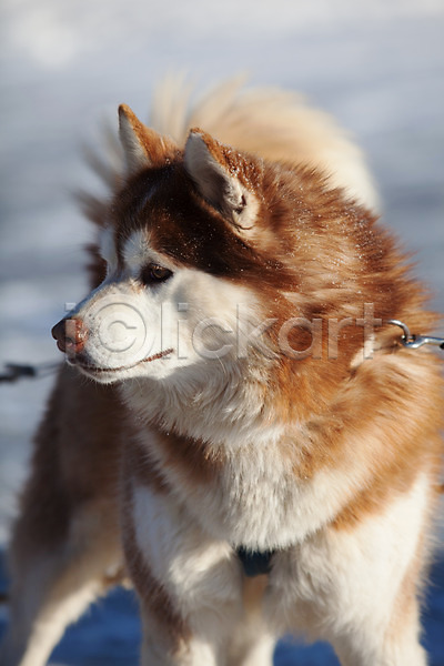 사람없음 JPG 포토 강원도 개썰매 겨울 눈(날씨) 시베리안허스키 야외 용평 주간 한마리