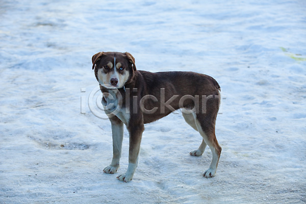 사람없음 JPG 포토 강아지 강원도 겨울 눈(날씨) 동물라이프 반려 야외 용평 주간 한마리