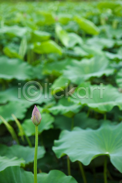 사람없음 JPG 포토 궁남지 꽃봉오리 부여 서동공원 야외 연못 연잎 주간