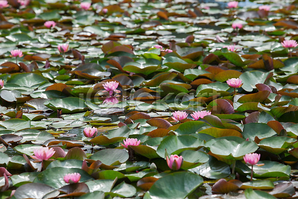사람없음 JPG 포토 궁남지 부여 서동공원 야외 연꽃(꽃) 연못 연잎 주간