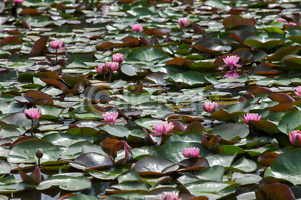 사람없음 JPG 포토 궁남지 부여 서동공원 야외 연꽃(꽃) 연못 연잎 주간