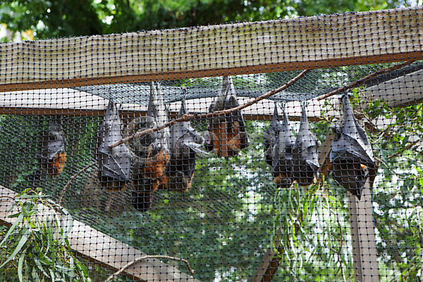 사람없음 JPG 포토 동물원 박쥐 야외 여러마리 주간 해외풍경 호주