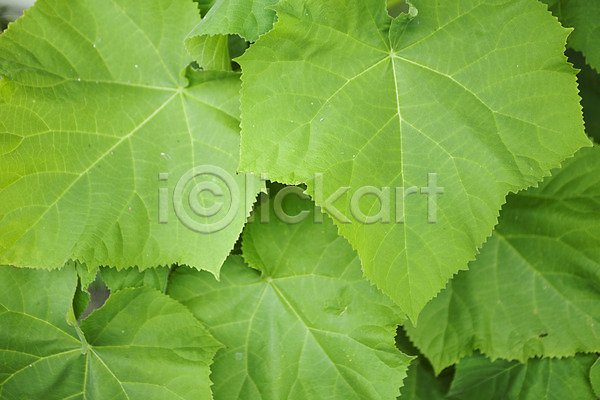 사람없음 JPG 근접촬영 포토 나뭇잎 백그라운드 식물백그라운드 야외 잎 자연 주간