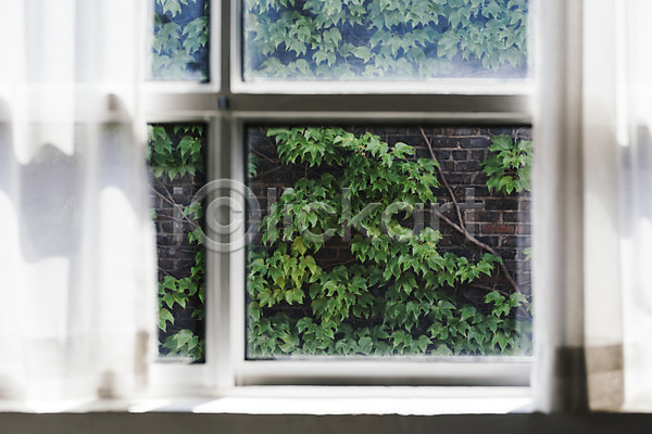 편안함 행복 휴식 사람없음 JPG 포토 나뭇잎 덩굴 실내 창가 창문 커튼